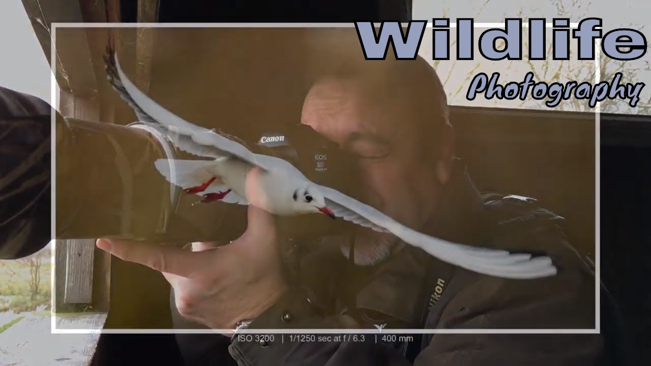 Wildlife Photography UK - Kingfishers, Little Grebe, Moorhen, Coot & Shoveler at Summer Leys.