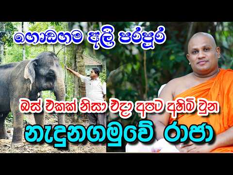 Nalaka jayasinha නාලක ජයසිංහ ගොඩගම ඇලි ඇත් පරපුර ගැන අතිත මතක #heladeepatv 