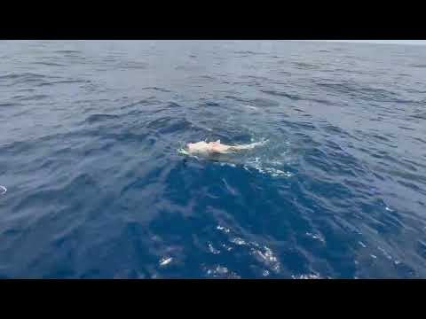Record Yellowedge Grouper Caught in Louisiana thumbnail