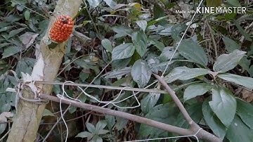 hướng dẫn cách làm bẫy chim đơn giản và hiệu quả