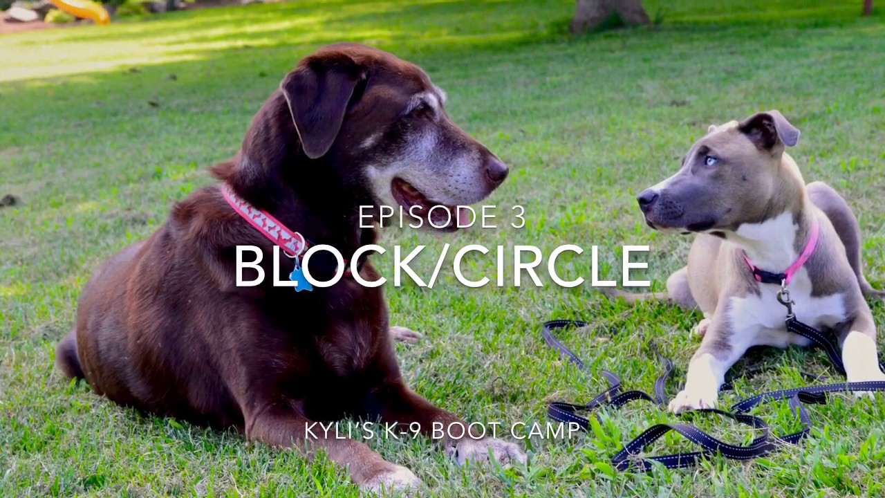 Teach Your Dog Block/Circle! YouTube