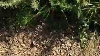 Walking Down A Hill In Super Speed