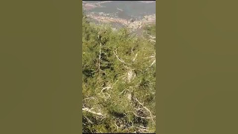 سورة الإخلاص بصوت الشيخ فارس عباد sourate al ikhass and its translation