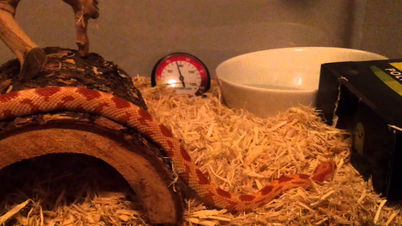 My new corn snake YouTube