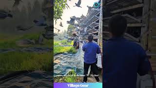 That Pigeon Landing Was Smoother Than My Life These Birds Are Basically Furry Missiles