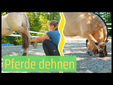 Video: Ihr Pferd vor dem Reiten ausstrecken