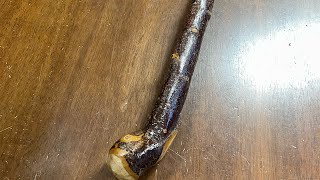 Natural bark blackthorn walking stick