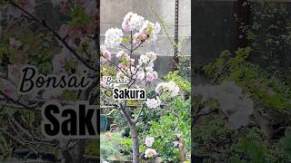 Bonsai sakuranya sudah berbunga #tkltaiwan #wisatataiwan #pmitaiwan #vlogtkitaiwan #taiwan