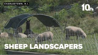 Sheep take on landscaping at Fort Adams State Park in Newport