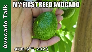 August Avocado Walk ThroughAvocado Talk