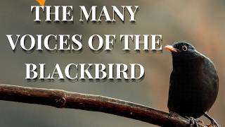 The many voices of the blackbird