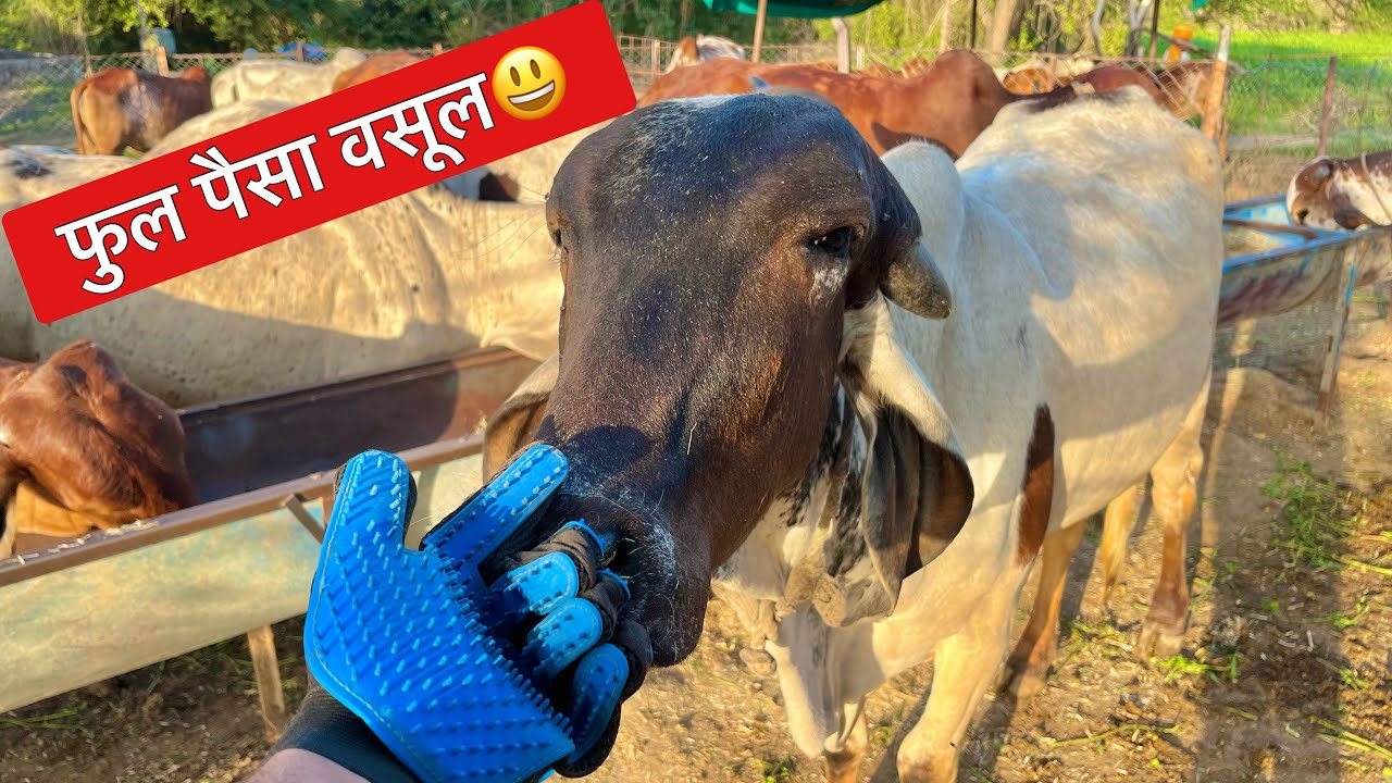 यह चीज फुल पैसा वसूल है |Review cow & buffalo grooming glove