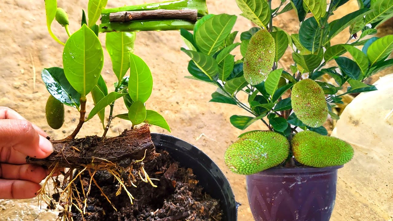 Technique Grafting Jackal In coconut shell & aloe vera for beginners