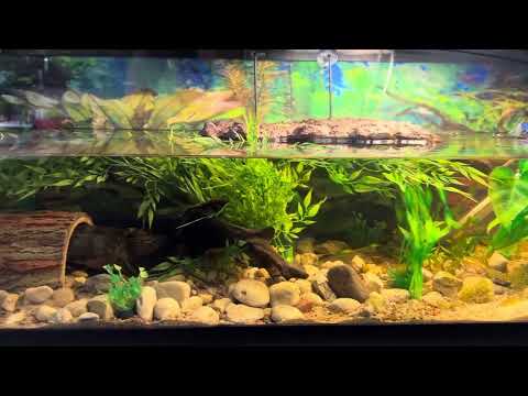 Common snapping turtle aquarium setup
