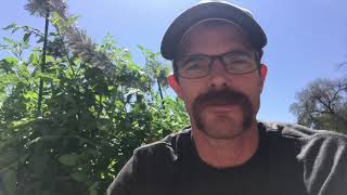 How to pick a tomato off the vine