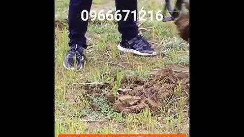 Xẻng xới đất cứng