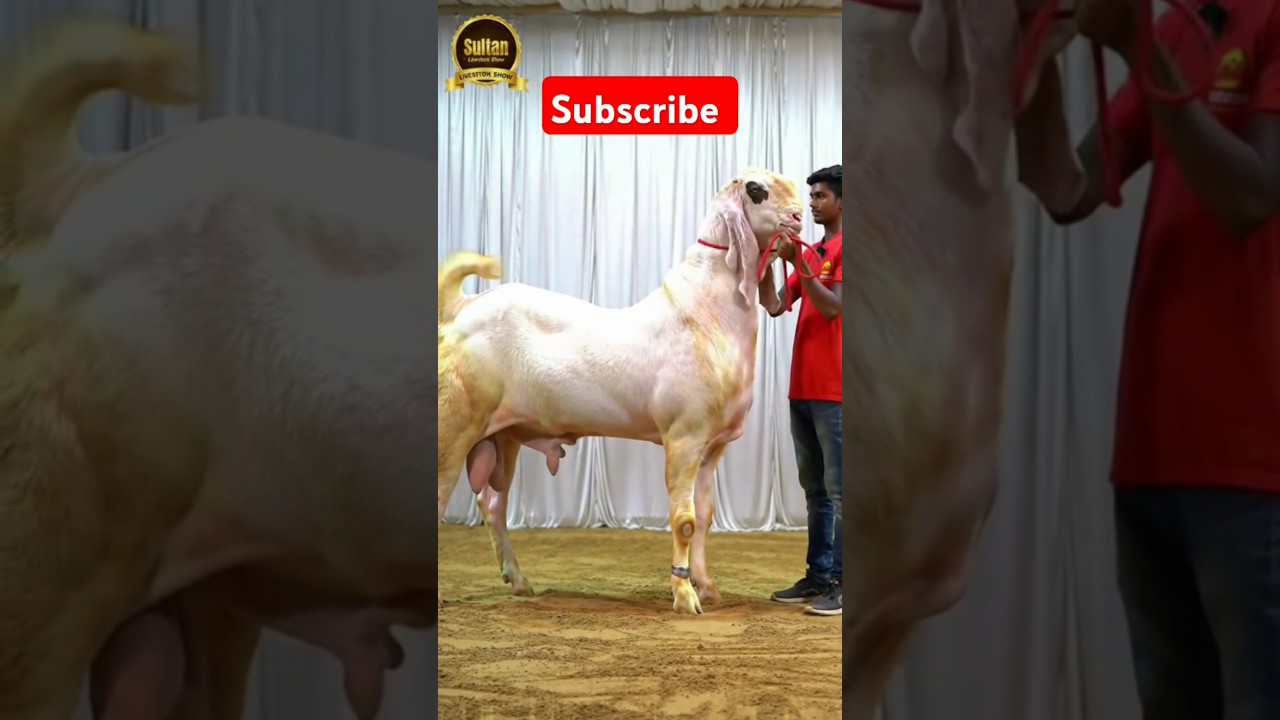 biggest bakra of year 🐐 