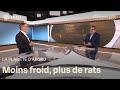 Comment le changement climatique favorise la prolifération des rats en ville 🐀