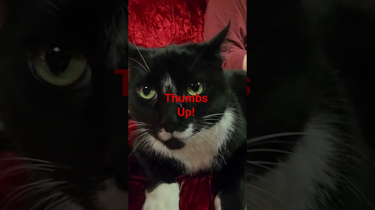 The kitties approve of the "NEW" tape machine. 