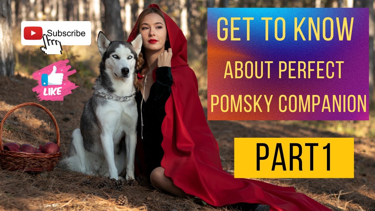 How to Find Your Perfect Pomsky Companion PART 1