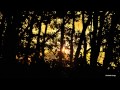 【癒し系BGM】ひぐらしの鳴き声3時間/Nature healing sound