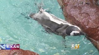 Welcome To Texas: The Dallas World Aquarium