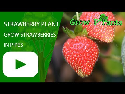 Strawberry plant - How to grow strawberries in pipes