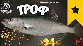 ШЕМАЯ КАСПИЙСКАЯ ТРОФ  р. АХТУБА ⭐ РУССКАЯ РЫБАЛКА 4 |  RUSSIAN FISHING 4🐟@Z-B-G by ZarBestGame 179 views 9 days ago 2 minutes, 35 seconds