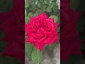 #shortsvideo #oskibundhe #flowers #nature #garden