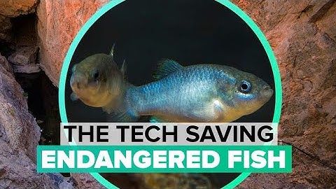 Saving endangered desert fish with tech