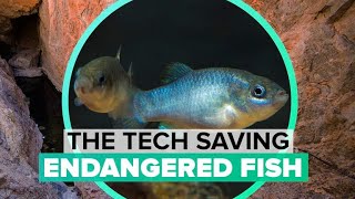 Saving endangered desert fish with tech