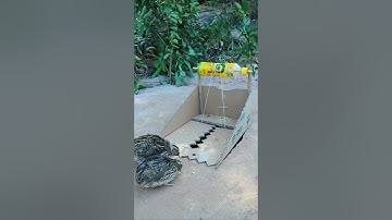 Best Create Bird Trap Technique #Quail Trap #creative bird trap #shorts