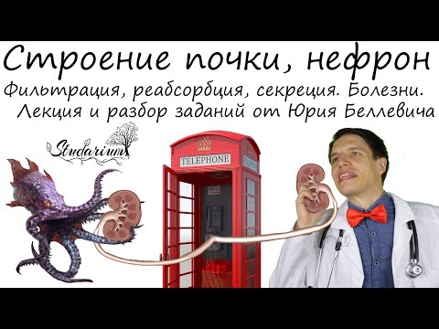 Строение почки, нефрон. Выделительная система. Болезни. Лекция и разбор заданий от Юрия Беллевича
