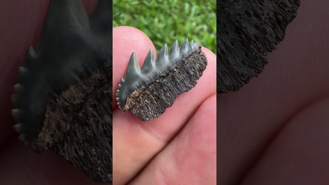 Fossilized Cow Shark Tooth 