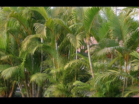 Vidéo: Le palmier en bambou est un excellent choix pour les zones ombragées