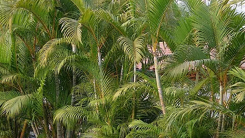 Quelle plante à côté d'un palmier ?