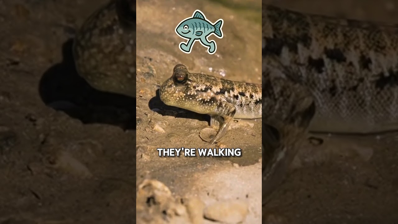 The Mudskipper: Nature’s Weirdest Little Walker