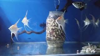 Manacapuru angelfish, love their long gorgeous ventral fins.