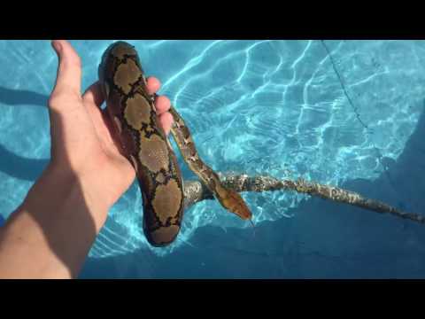 Reticulated Python Swimming in Pool!