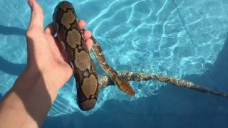 Reticulated Python Swimming in Pool!