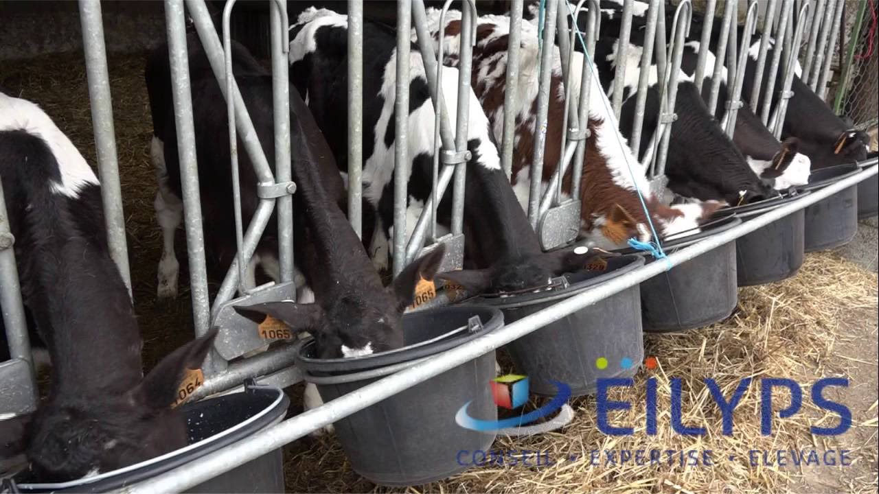 Les protocoles pour optimiser l'élevage des génisses