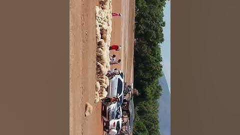 Cánh đồng cừu Suối Nghệ , Xã Suối Nghệ , Huyện Châu Đức , Bà Rịa - Vũng Tàu - 28/4/2018