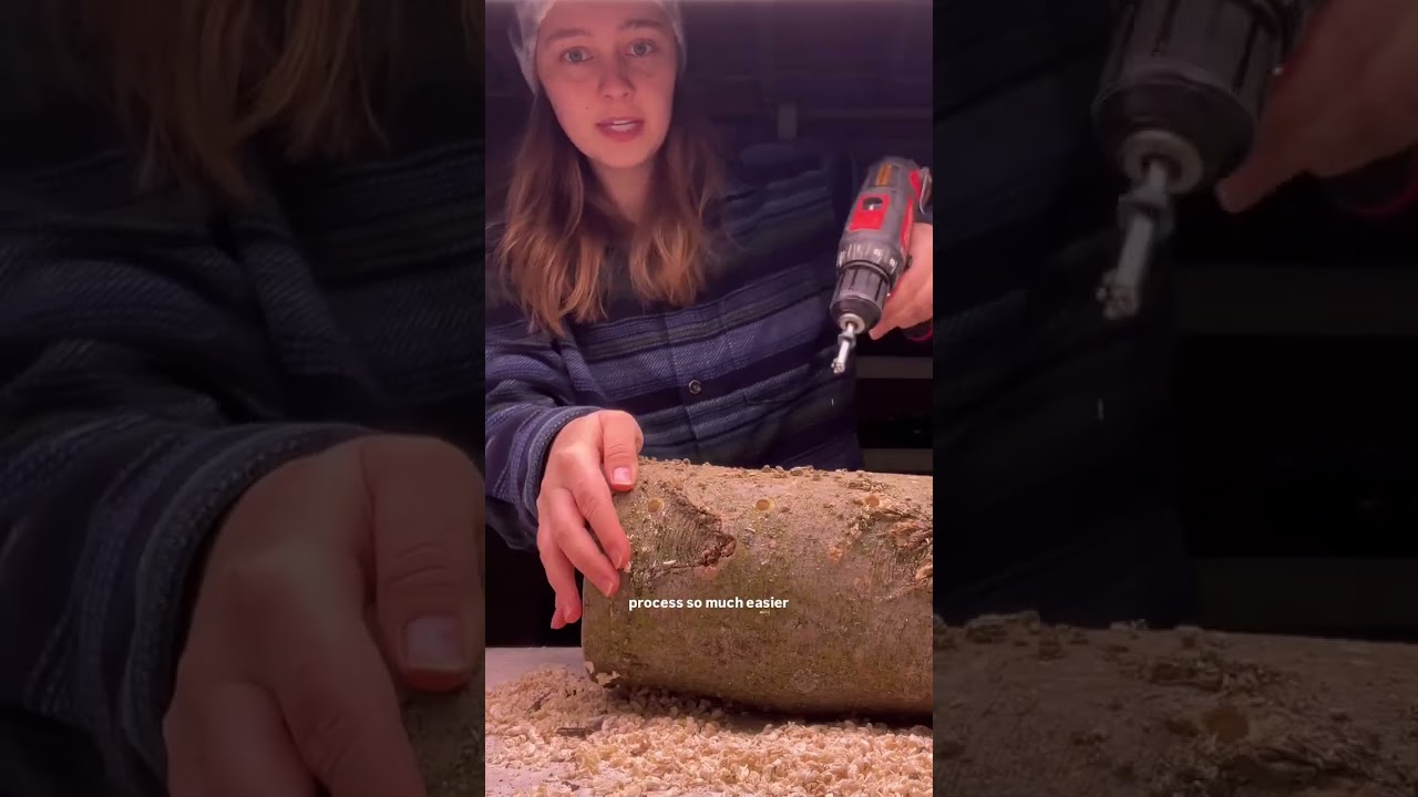 Инокуляция бревен вешенки (@Foraging_KY)