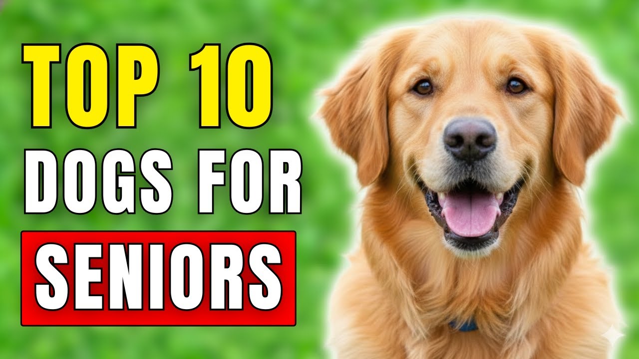 Top 10 BEST Dog Breeds For Seniors (#1 Is Crazy!)