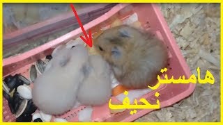 معالجة الهامستر النحيف