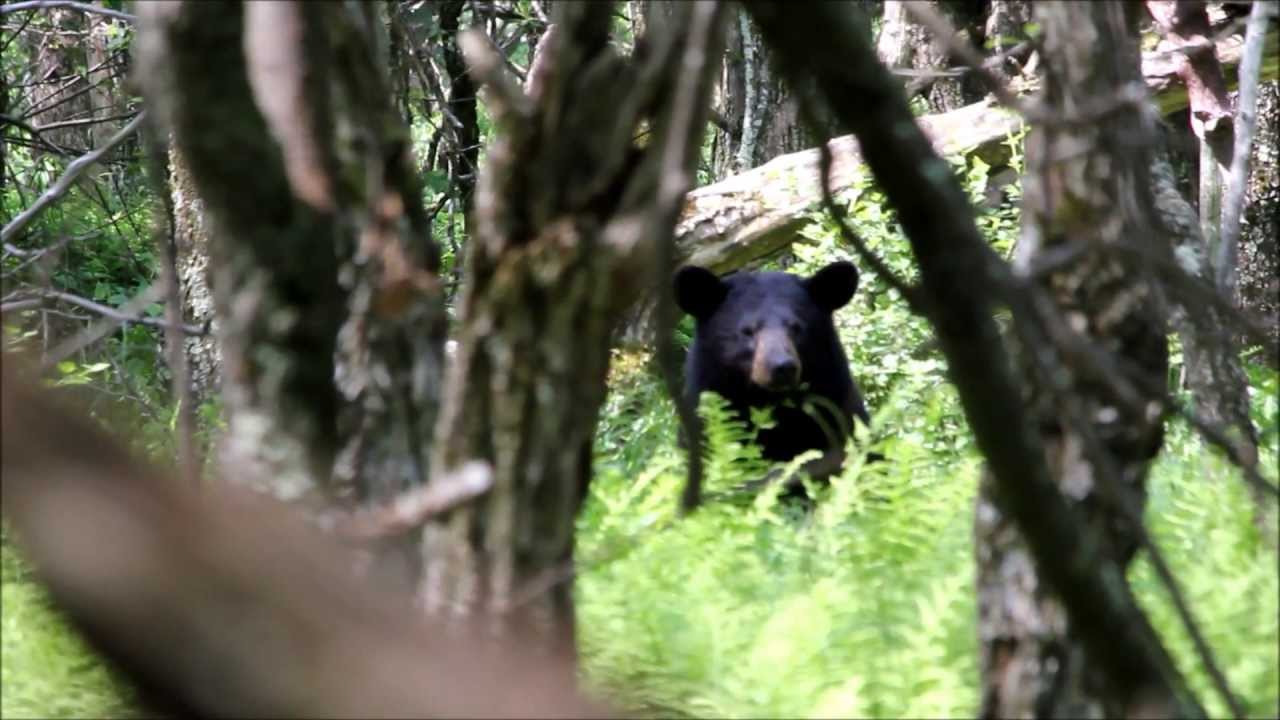 Black Bear Hunting A Bedded Fawn YouTube