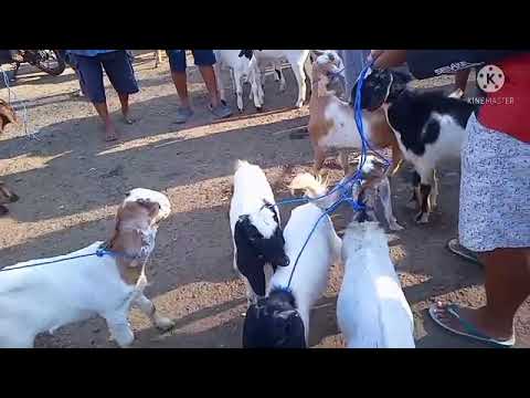 Jual Beli Kambing Pati