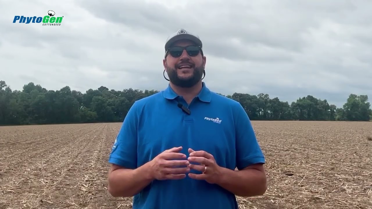 How Strong Early-Season Vigor and a Uniform Cotton Stand Sets the Stage for Higher Yield Potential