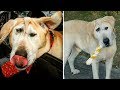 何度も繰り返しこの犬は飼い主から追い出され…
