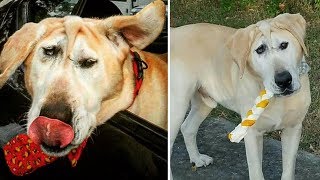 何度も繰り返しこの犬は飼い主から追い出され…